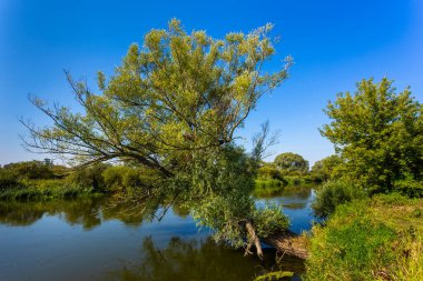 Warta Nehri üzerinde Polonya 'daki Warta Peyzaj Parkı' nda yaz günü.