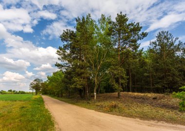 Orman, kumlu yol, yaz günü. Delikanlı, Peyzaj Parkı, Polonya.