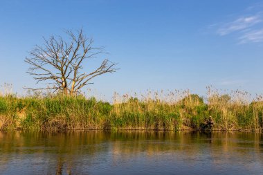 Warta Nehri üzerinde Polonya 'daki Warta Peyzaj Parkı' nda yaz günü.