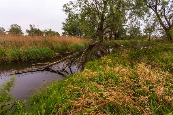 Puesta Sol Sobre Río Warta Warta Landscape Park Lad Polonia — Foto de Stock