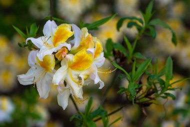 Goluchow 'daki parkta sarı-beyaz zambak çiçeği. Büyük Polonya Voyvoda 'sı. Polonya.
