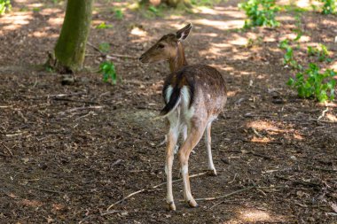 Goluchow 'daki şatonun yanındaki parkta küçük bir hayvanat bahçesinde roe geyiği. Büyük Polonya.