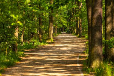 Goluchow, Büyük Polonya 'daki şatonun etrafındaki parkta patikalar..
