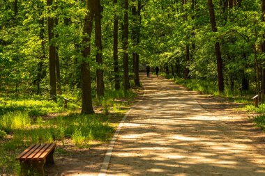 Goluchow, Büyük Polonya 'daki şatonun etrafındaki parkta patikalar..