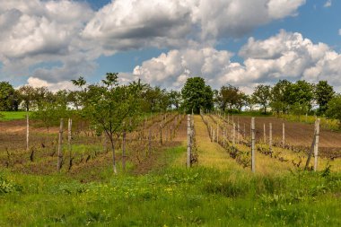 Moldova kırsalındaki tarım arazileri ve çayırlar. Bahar sezonu. Moldova Cumhuriyeti.