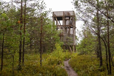Estonya 'nın Saaremaa adasındaki Koigi Doğa Koruma Alanı' ndaki yeşil ormanın üzerinde bir ahşap gözlem kulesi yükseliyor..