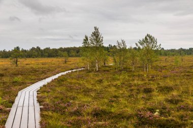 Eğri ahşap yol Estonya 'nın Saaremaa adasındaki Koigi Doğa Rezervi' ndeki yeşil sulak araziye çıkıyor..