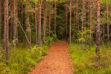 Çam iğneleriyle kaplı dar orman yolu Estonya 'daki Soomaa Ulusal Parkı' ndaki Riisa Patikası boyunca uzanan yeşil ağaçların arasından geçiyor..