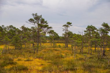 Riisa Patikası, Soomaa Ulusal Parkı, Estonya 'nın bataklık arazisindeki altın otların üzerinde seyrek çam ağaçları yükselir..