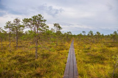 Riisa Trail, Soomaa Ulusal Parkı, Estonya 'daki yeşil ve sarı bataklık arazisinde uzun bir tahta kaldırım uzanır..