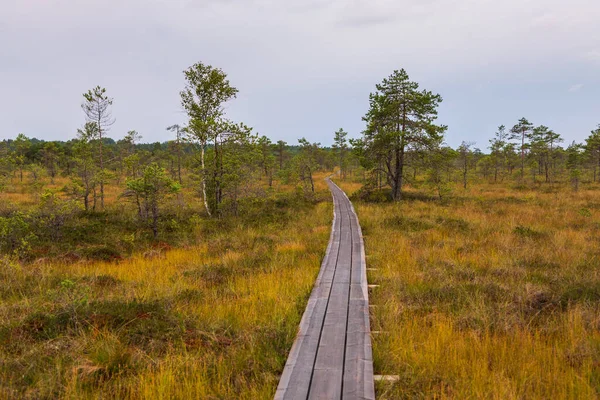 Riisa Trail, Soomaa Ulusal Parkı, Estonya 'daki yeşil ve sarı bataklık arazisinde uzun bir tahta kaldırım uzanır..