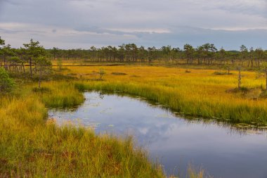 Küçük bataklık gölü, Riisa, Soomaa Ulusal Parkı, Estonya 'da sarı otlar ve çam ağaçları ile çevrilidir..