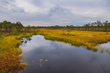 Küçük bataklık gölü, Riisa, Soomaa Ulusal Parkı, Estonya 'da sarı otlar ve çam ağaçları ile çevrilidir..