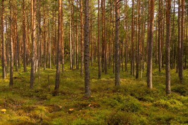 Soomaa Ulusal Parkı, Estonya 'da, ağaçların arasından süzülen yeşil yosunlu bir zemin ve sıcak bir ışık ile güneşli çam ormanı..