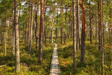 Soomaa Ulusal Parkı, Estonya 'da, yeşil çalılıklarıyla güneşli bir çam ormanında dolanan dar tahta kaldırım..