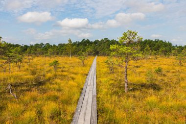 Küçük çam ağaçları ve Soomaa Ulusal Parkı, Estonya 'da bulutlu mavi gökyüzü olan açık bir bataklıktan geçen tahta tahta kaldırım..