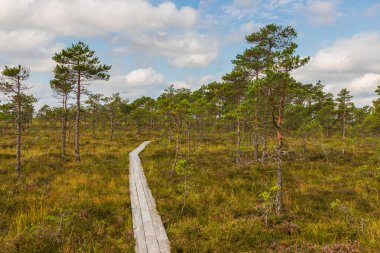 Küçük çam ağaçları ve Soomaa Ulusal Parkı, Estonya 'da bulutlu mavi gökyüzü olan açık bir bataklıktan geçen tahta tahta kaldırım..
