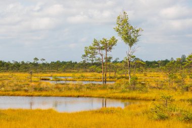 Estonya, Soomaa Ulusal Parkı 'nda parçalı bulutlu bir gökyüzünün altında altın otlar ve seyrek çam ağaçları ile çevrili bataklık havuzlarının manzarası.