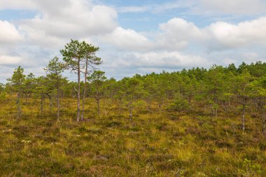 Estonya 'daki Soomaa Ulusal Parkı' nda, bulutlu bir gökyüzünün altında alçak ağaçlar, çalılar ve renkli bitkilerle dolu bir çam bataklığı manzarası..