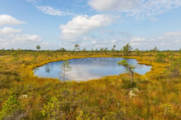 Sakin bir bataklık gölü, Estonya 'daki Soomaa Ulusal Parkı' ndaki altın bataklık bitkilerinin arasında mavi gökyüzünü ve seyrek çam ağaçlarını yansıtır..