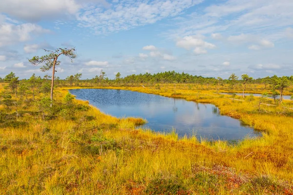 Sakin bir bataklık gölü, Estonya 'daki Soomaa Ulusal Parkı' ndaki altın bataklık bitkilerinin arasında mavi gökyüzünü ve seyrek çam ağaçlarını yansıtır..