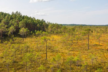 Estonya 'daki Soomaa Ulusal Parkı' nın geniş bir manzarası dağınık çam ağaçları ve ufukta uzanan altın bitkilerin olduğu açık bir bataklık manzarası gösteriyor..