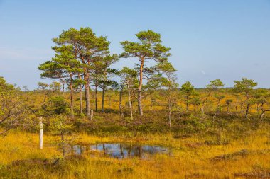 Sakin bir bataklık gölü, Estonya 'daki Soomaa Ulusal Parkı' ndaki altın bataklık bitkilerinin arasında mavi gökyüzünü ve seyrek çam ağaçlarını yansıtır..