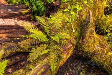 Kömürleşmiş ve yosun kaplı ağaç gövdelerinin yakın çekimi Kuresoo bataklık bölgesinde yeşil bitki örtüsüyle çevrili, Soomaa Ulusal Parkı, Estonya.