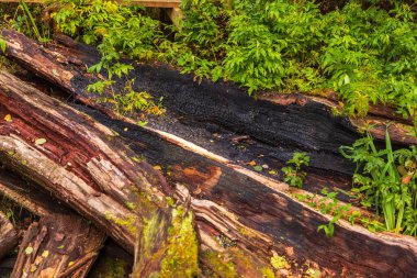 Kömürleşmiş ve yosun kaplı ağaç gövdelerinin yakın çekimi Kuresoo bataklık bölgesinde yeşil bitki örtüsüyle çevrili, Soomaa Ulusal Parkı, Estonya.