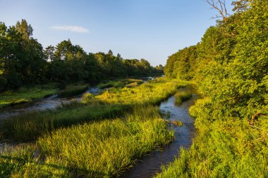 Estonya 'nın Soomaa Ulusal Parkı' ndaki Joesuu köyü yakınlarındaki yemyeşil bitki ve ağaçların arasından sakin bir nehir esiyor. Navesti Nehri.