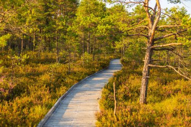 Estonya 'daki Soomaa Ulusal Parkı' nın altın bataklık arazisi boyunca uzanan uzun, ahşap bir yol sıcak akşam ışığı tarafından aydınlatılır..
