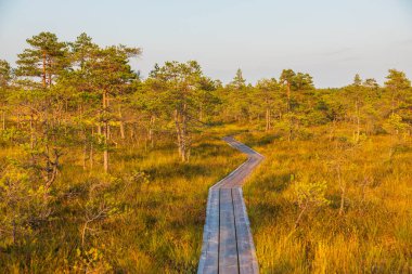 Estonya 'daki Soomaa Ulusal Parkı' nın altın bataklık arazisi boyunca uzanan uzun, ahşap bir yol sıcak akşam ışığı tarafından aydınlatılır..