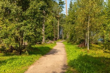 Lahemaa, Estonya. Lahemaa Ulusal Parkı 'nda yeşil ağaçlar ve güneş ışığıyla çevrili huzurlu orman yolu..