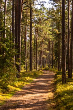 Güneşli bir günde Lahemaa Ulusal Parkı 'nda çam ağaçlarıyla çevrili bir orman yolu. Lahemaa, Estonya.
