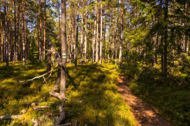 Güneşli bir günde Lahemaa Ulusal Parkı 'nda çam ağaçlarıyla çevrili bir orman yolu. Lahemaa, Estonya.