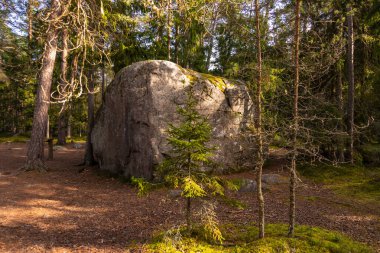 Lahemaa Ulusal Parkı 'nda çam ormanlarıyla çevrili büyük bir buzul kayası. Lahemaa, Estonya.