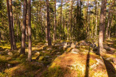Estonya, Lahemaa Ulusal Parkı 'ndaki çam ormanı. Yosun kaplı zemin ve dağınık kayalar öğleden sonra güneşiyle aydınlanıyor..