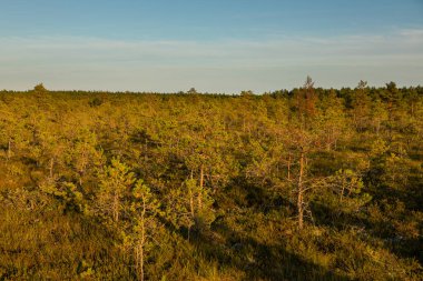 Çam bataklığı manzarası Estonya 'daki Lahemaa Ulusal Parkı' nda gün batımının sıcacık ışığıyla aydınlandı..