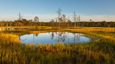 Estonya 'daki Lahemaa Ulusal Parkı' nda gün batımının ılık ışığıyla aydınlanan küçük göletler ve çam bataklığı bitkileri.
