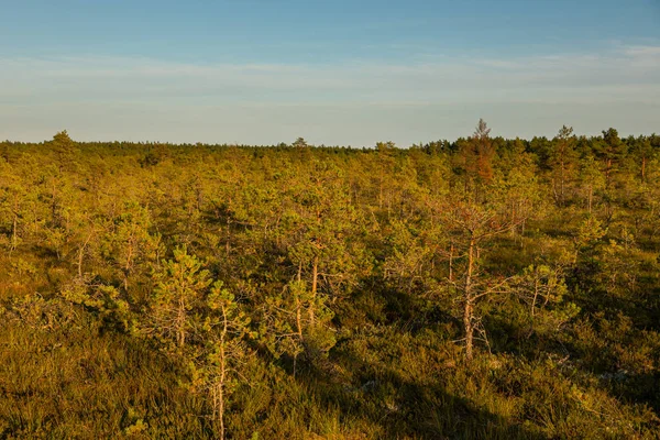 Çam bataklığı manzarası Estonya 'daki Lahemaa Ulusal Parkı' nda gün batımının sıcacık ışığıyla aydınlandı..