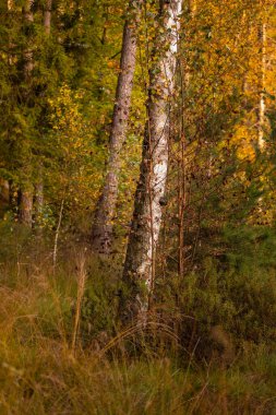 Polonya 'nın Okuniewo yakınlarındaki bir ormanda huş ağacı ve sonbahar bitkisi..