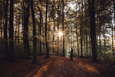 Polonya, Gdansk - 10 Ekim 2021: Polonya 'nın Gdansk kentindeki Oliwa Ormanları' nda güneşli bir orman yolu boyunca yürüyüş direkleriyle yürüyen bir kişi.