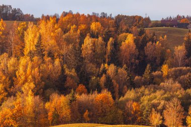 Altın sonbahar ormanı, Suwalski Park Krajobrazowy, Podlasie, Polonya 'da sabah sıcacık ışıklarıyla aydınlandı. Yoğun ağaçlar renkli mevsimsel bir manzara yaratır..