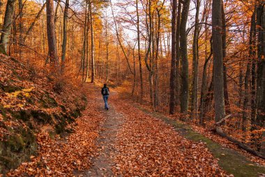 Gdansk, Oliwa 1 Kasım 2021. Sonbahar yapraklarıyla kaplı bir orman yolu. Sıcak mevsimlik renklerle çevrili yalnız bir aylak..