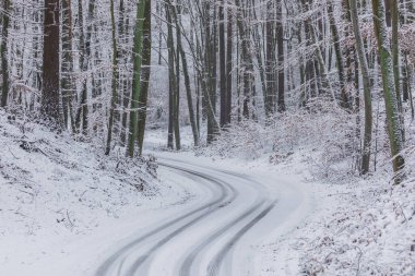 Polonya 'nın Gdansk kentindeki Oliwa Ormanı' ndaki karla kaplı orman yolu, sakin kış koşullarında ele geçirildi..