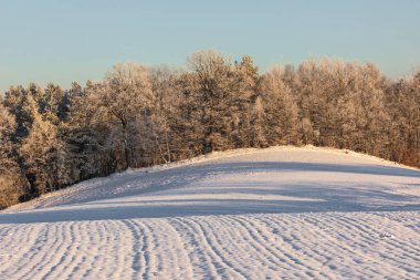 Kuzey Polonya 'nın Kaszuby bölgesindeki soğuk ağaçların önünde karla kaplı bir yamaç uzanır. Kış ışığı açık alanda uzun gölgeler yaratır..