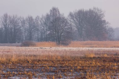 Polonya 'nın Biebrza Ulusal Parkı' nda bahar sabahının erken saatlerinde sazlıklar ve yapraksız ağaçlarla kaplı puslu bir arazi. Doğal korumalı bataklık manzarası.