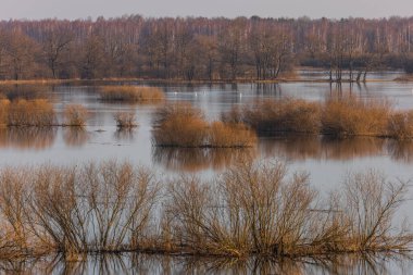 Polonya 'daki Biebrza Ulusal Parkı' nda bahar başında çalılarla ve durgun suyla kaplanmış sulak arazi. Doğal korumalı bataklık manzarası.