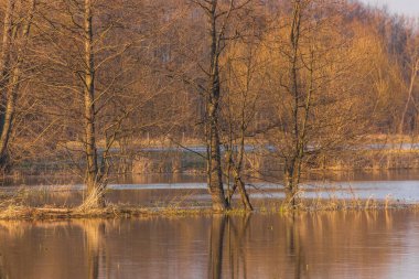 Mevsimlik sel baskınları sırasında Polonya 'nın Biebrza Milli Parkı' ndaki bahar ışığını yansıtan selli ağaçlar ve sakin sular.