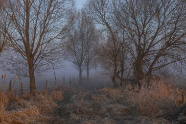 Polonya 'nın Biebrza Milli Parkı' nda yapraksız ağaçlar, çimenler ve dar bir yol bulunan puslu bir manzara..